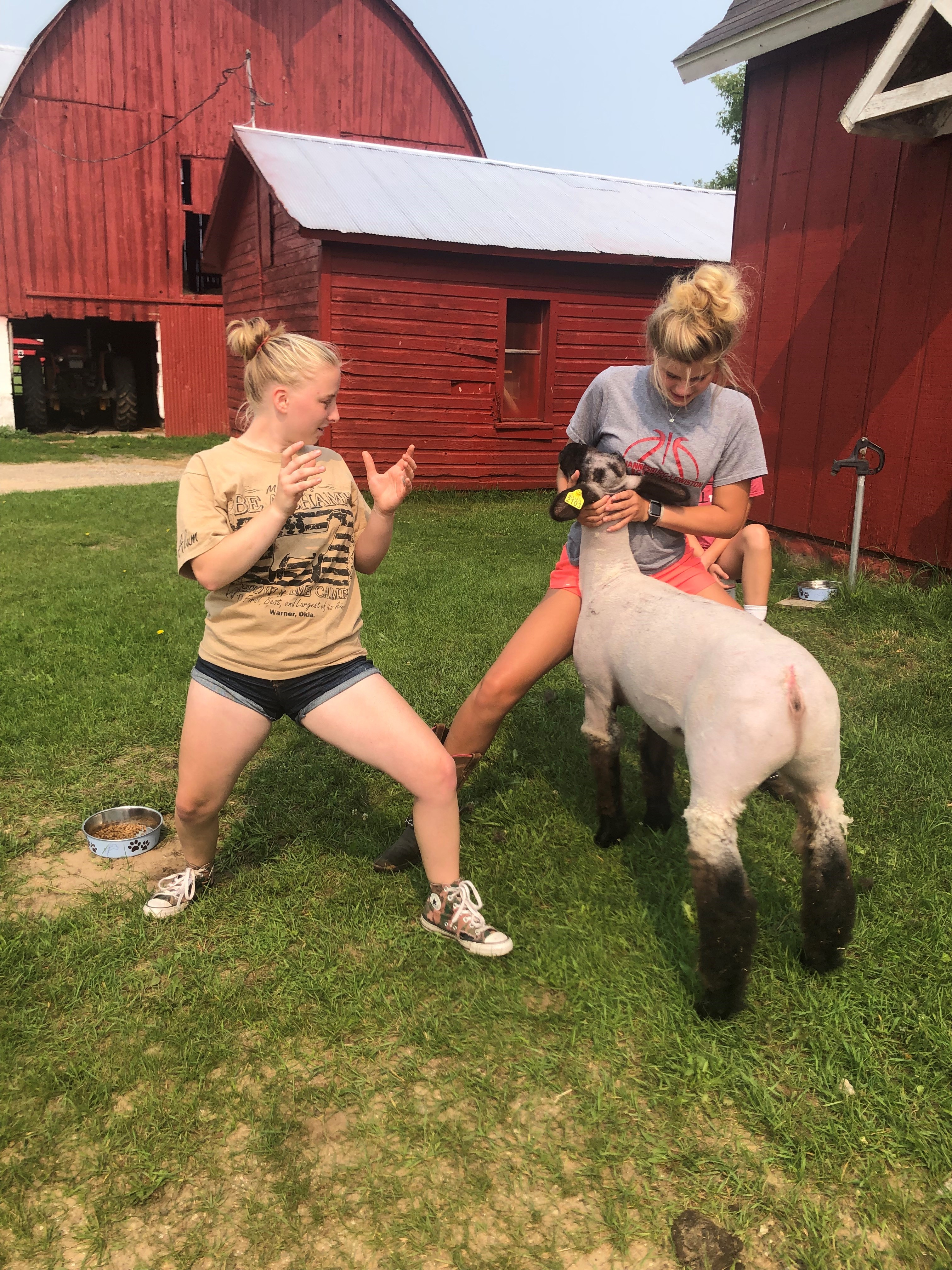 Youth showing another youth how to show a sheep.